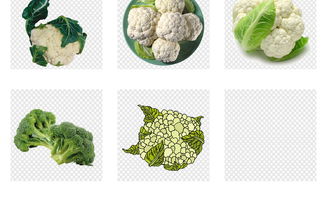 新鲜有机花菜 健康生活与创意设计的完美结合